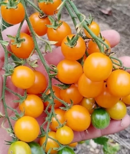 Galapagos Wild Tomato
