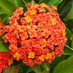  Ixora Coral