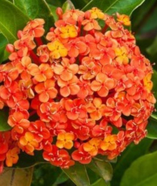  Ixora Coral