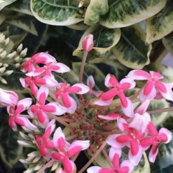 Ixora Frozen Star