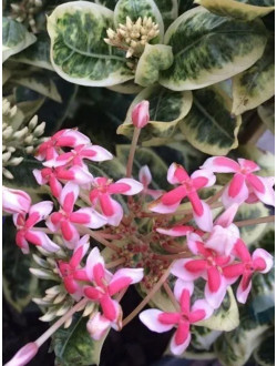 Ixora Frozen Star