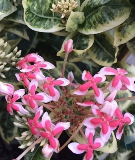 Ixora Frozen Star