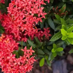 Ixora mini Dwarf Red