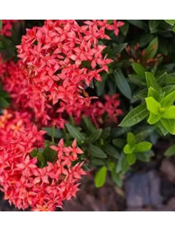 Ixora mini Dwarf Red