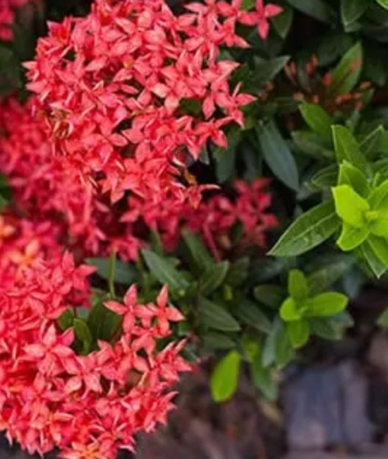 Ixora mini Dwarf Red