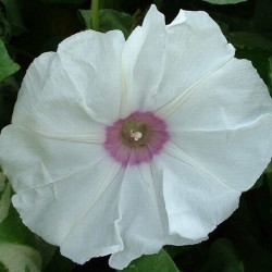 Ipomea Carica Albo