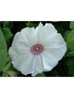 Ipomea Carica Albo