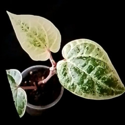 Piper sp. Albo variegatum