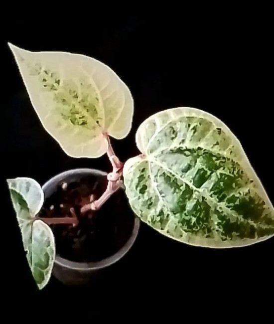 Piper sp. Albo variegatum