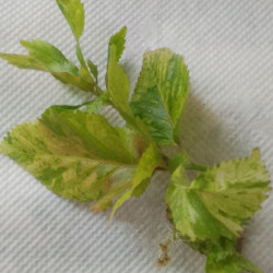 Acalypha   Sp Tay