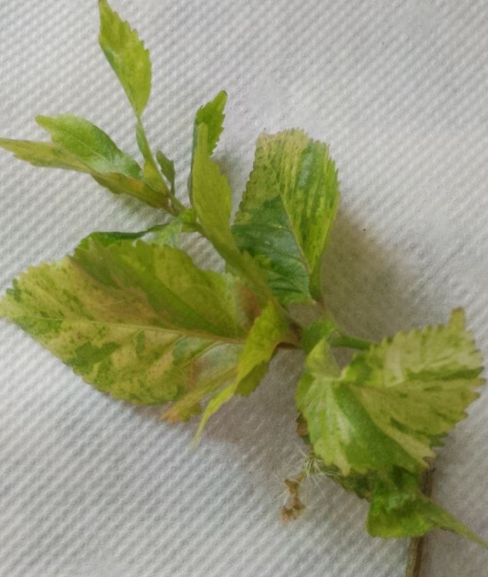 Acalypha   Sp Tay