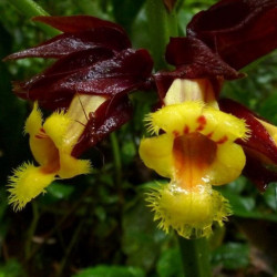 Drymonia pulchra