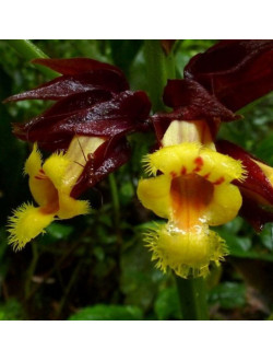 Drymonia pulchra