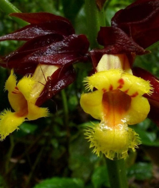 Drymonia pulchra