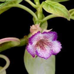Drymonia punctulata