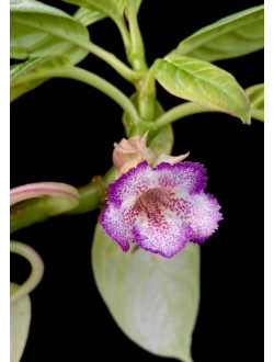 Drymonia punctulata