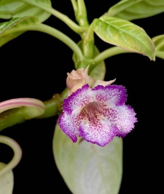 Drymonia punctulata