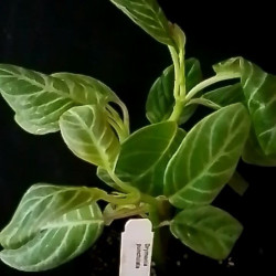 Drymonia punctulata