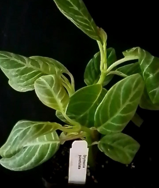 Drymonia punctulata