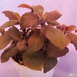 Paradrumonia Compastyla sp. Red