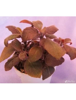 Paradrumonia Compastyla sp. Red