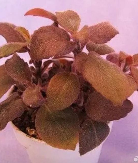Paradrumonia Compastyla sp. Red