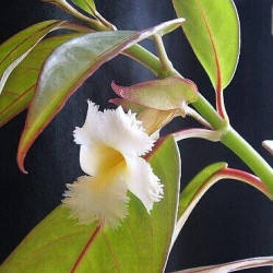 Drumonia Red Elegans