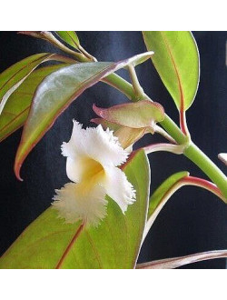 Drumonia Red Elegans