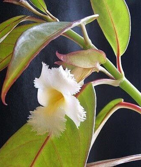 Drumonia Red Elegans