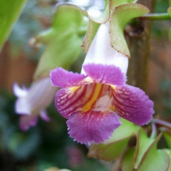 Drumonia Chiribogana