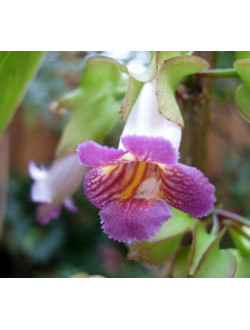 Drumonia Chiribogana