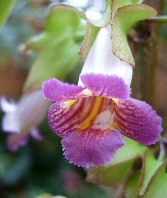 Drumonia Chiribogana