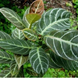 Drumonia Chiribogana