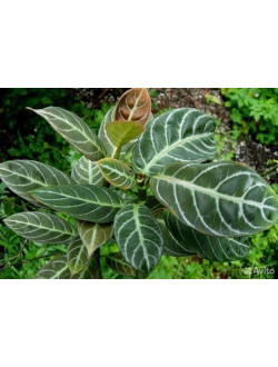 Drumonia Chiribogana