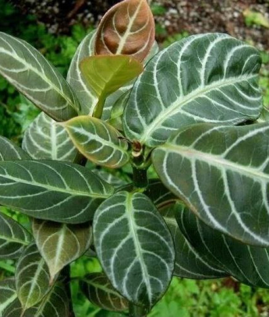 Drumonia Chiribogana