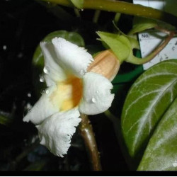 Drumonia Cuadonensis