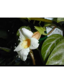 Drumonia Cuadonensis