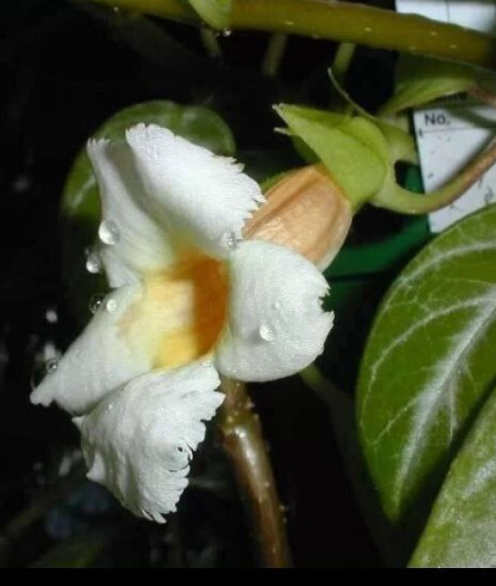 Drumonia Cuadonensis