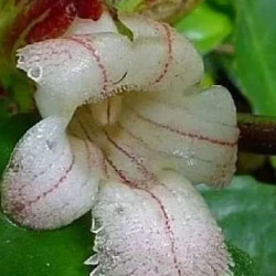 Drumonia Serulata