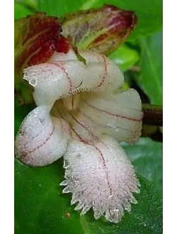 Drumonia Serulata