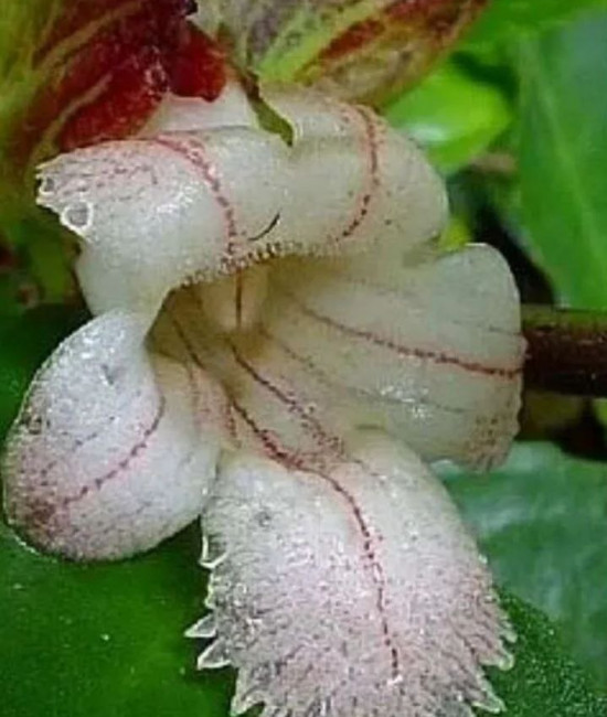 Drumonia Serulata