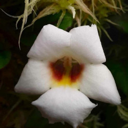 Paradrymonia campostyla variegata