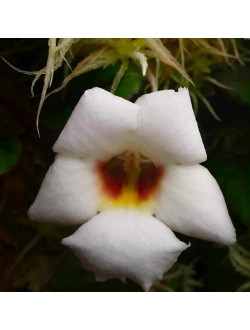 Paradrymonia campostyla variegata