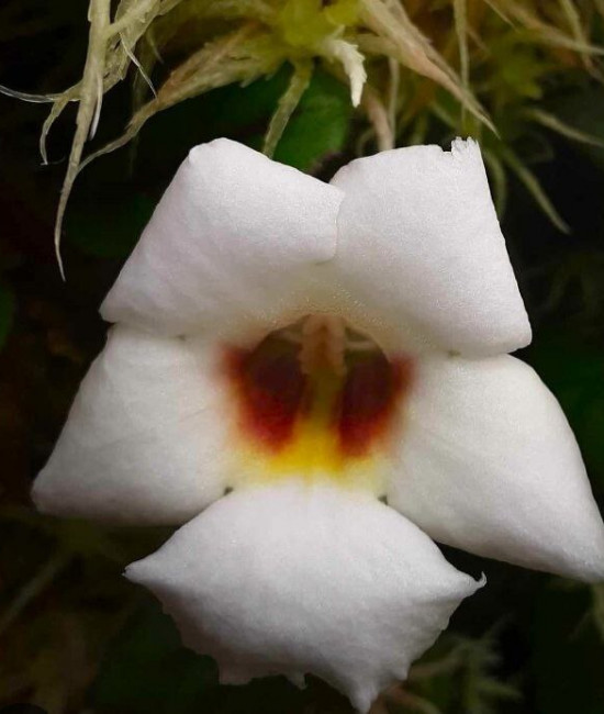 Paradrymonia campostyla variegata