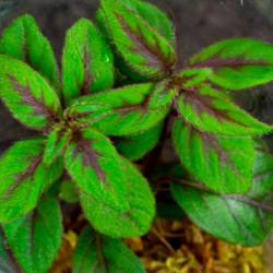 Paradrymonia campostyla variegata