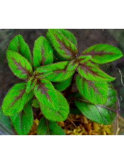 Paradrymonia campostyla variegata