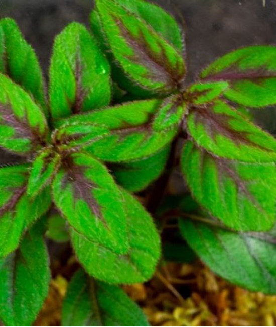 Paradrymonia campostyla variegata