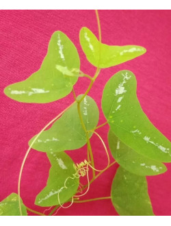 Passiflora Colinvauxii