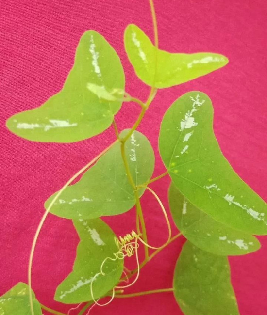 Passiflora Colinvauxii