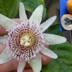 Passiflora Nigradenia